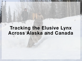 Tracking the Elusive Lynx Across Alaska and Canada